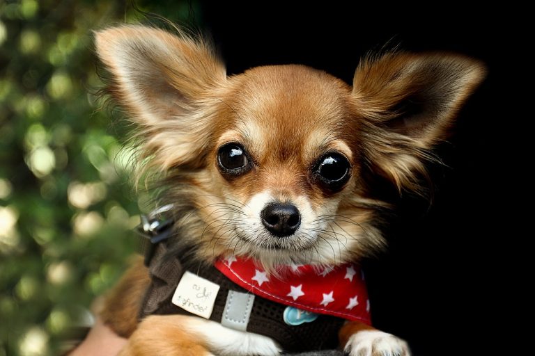 San Diego Humane Society’s Post-New Year’s Effort: Reuniting Pets with Owners Post Fireworks