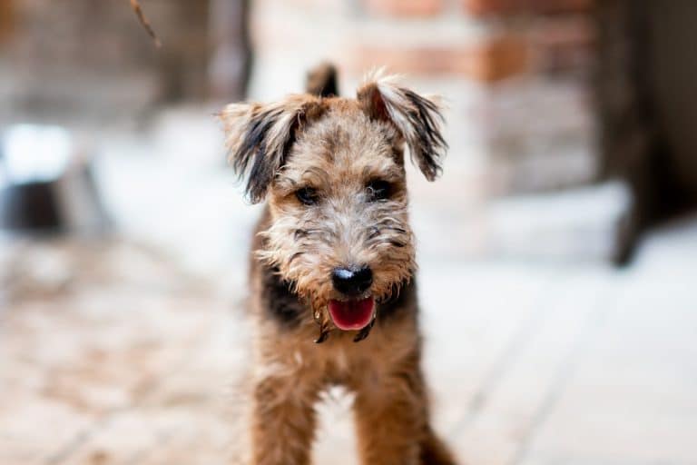 How Fresh Dog Food From The Farmer’s Dog Stands Out