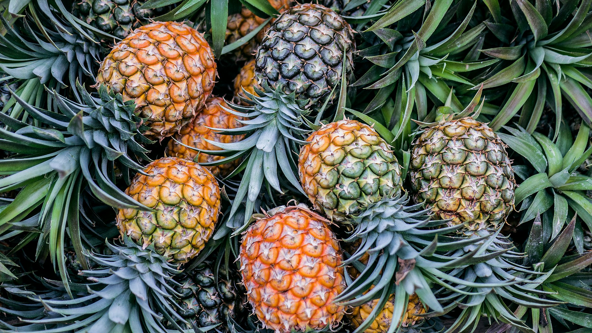 The Fascinating Journey of Pineapples: From Luxury Symbol to Everyday Fruit