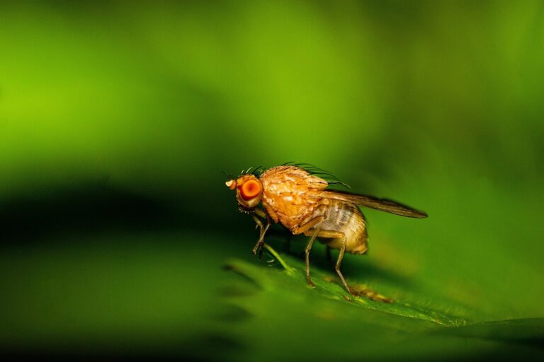 Alcohol Enhances Male Fruit Flies’ Sex Appeal: This Groundbreaking Study Reveals the Secret to Unparalleled Mating Success