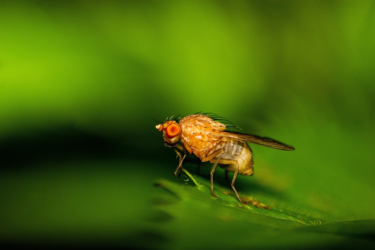 Alcohol Enhances Male Fruit Flies’ Sex Appeal: This Groundbreaking Study Reveals the Secret to Unparalleled Mating Success