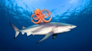 “Nature's Most Bizarre Alliance: World's Fastest Shark Becomes Personal Chauffeur for Mischievous Octopus, Stuns Marine Biologists Worldwide”