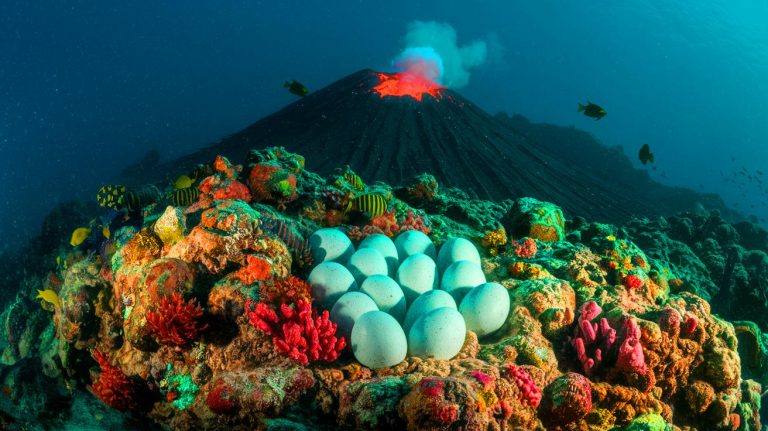“These Astounding Giant Eggs Still Alive”: Stunned Scientists Discover Thriving Undersea Volcanic Nest, Defying All Expectations