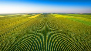 Unbelievable Chinese Agricultural Takeover: 500,000 Acres of Farmland Surpass Paris 20 Times, Conquering French Fruit Market Domination