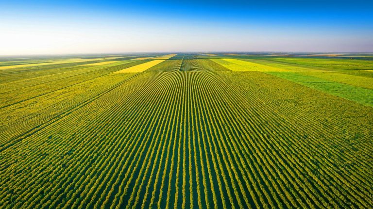 China Becomes World Superpower in France’s Favorite Fruit With 500,000 Acres-Twice the Size of New York City Now Under Cultivation