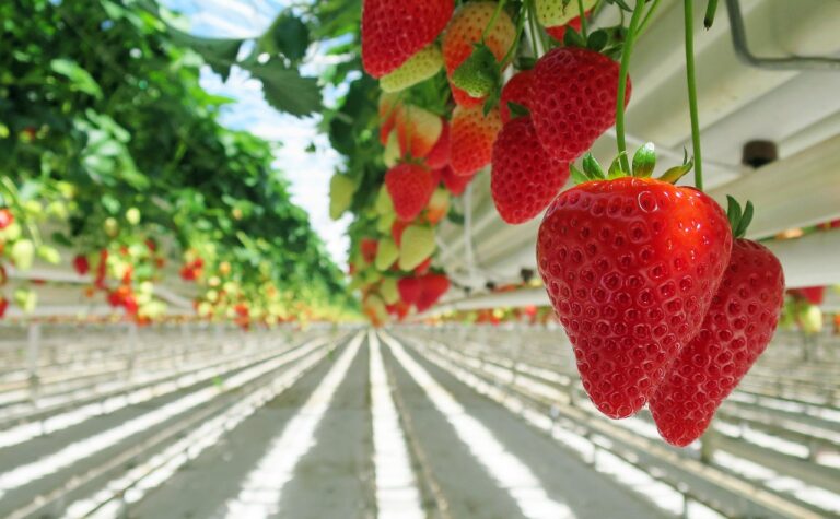 “Dyson’s Gone Mad!”: This Vacuum Titan Delves Into Agriculture with a 5-Acre Strawberry Innovation That Stuns the World